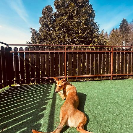Willa Karolinka Stroza - Pet Friendly Myślenice Eksteriør billede