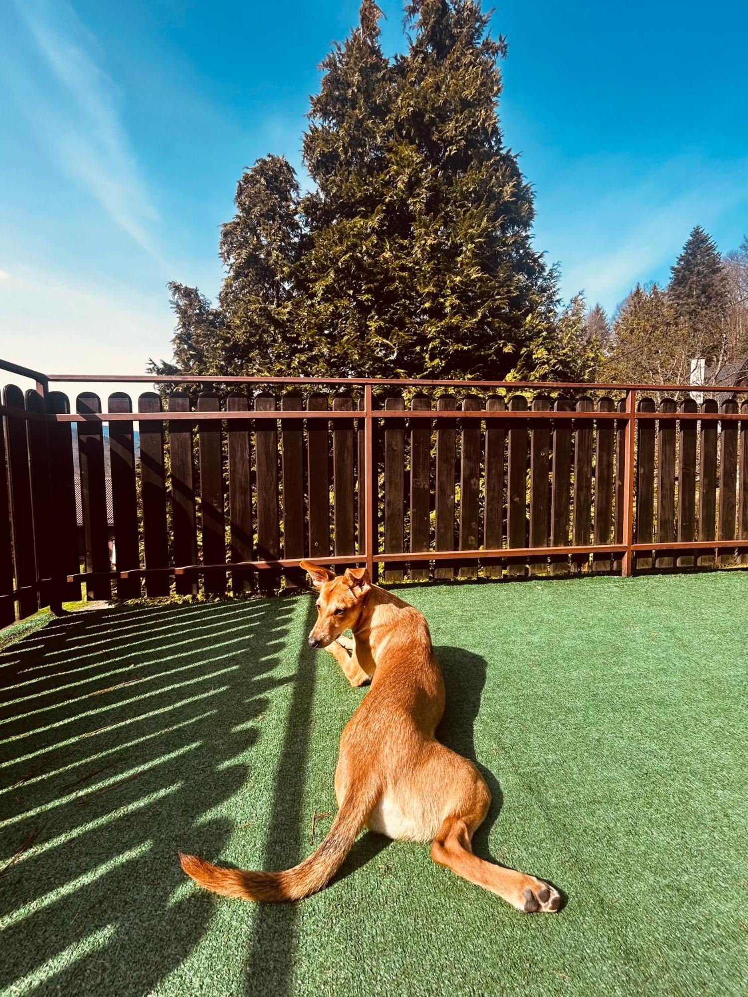 Willa Karolinka Stroza - Pet Friendly Myślenice Eksteriør billede